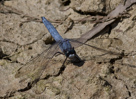Orthetrum brunneum